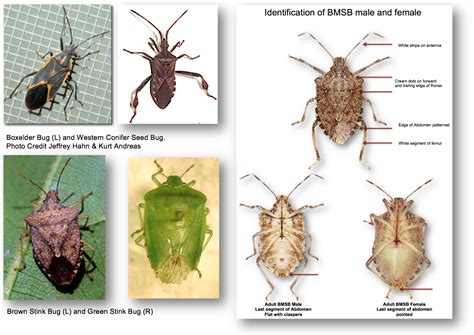 Look-A-Likes » The Jentsch Lab