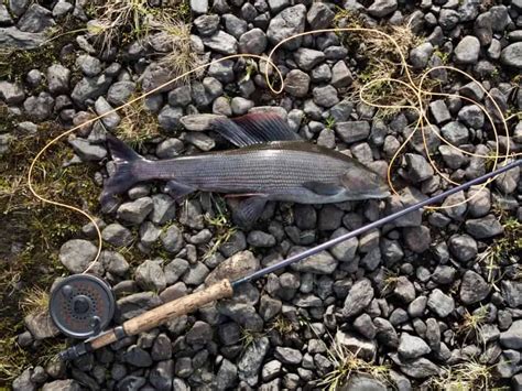 How to Catch Grayling on the Fly – Mountain Trails Fishing