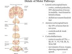 21-35 Location of Direct Pathways Lateral corticospinal tract Anterior ...