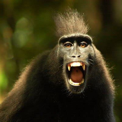 AngryBaboon (@AngryBaboon) | Twitter