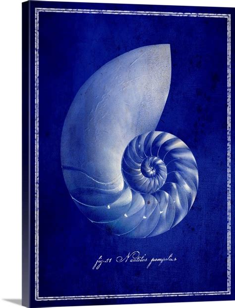 Nautilus Shell Wall Art, Canvas Prints, Framed Prints, Wall Peels | Great Big Canvas