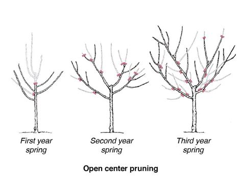 Stone fruit trees are easy to grow, provided you accept a few ...