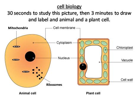 Plant Cell Diagram Explanation Functions : Functions and Diagram