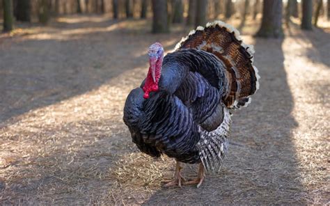 8 Types of Domestic Turkeys Recognized by APA - LearnPoultry