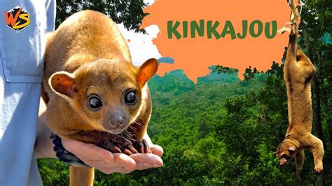 Kinkajou Facts! Meet The Honey Bear! - YouTube