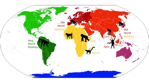 Primate family tree | Ask An Anthropologist