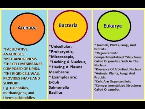 Difference between Archaea, Bacteria and Eukarya - YouTube