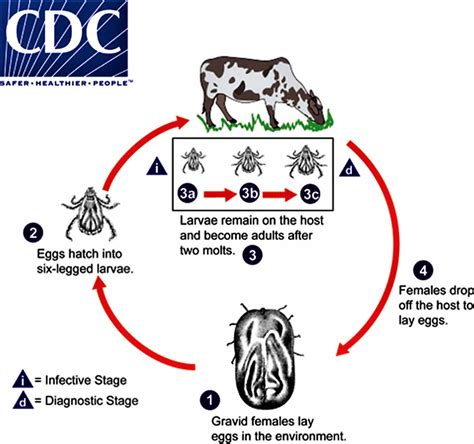 American dog tick disease, life cycle, prevention & how to remove a dog tick