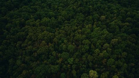 Trees, top view, green forest, nature wallpaper