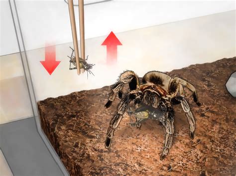 How to Feed a Tarantula: 12 Steps (with Pictures) - wikiHow