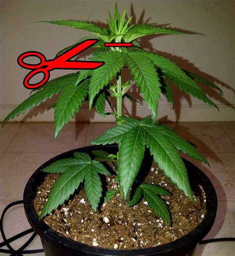 7 Unfortunate Plant Training Mistakes | Grow Weed Easy