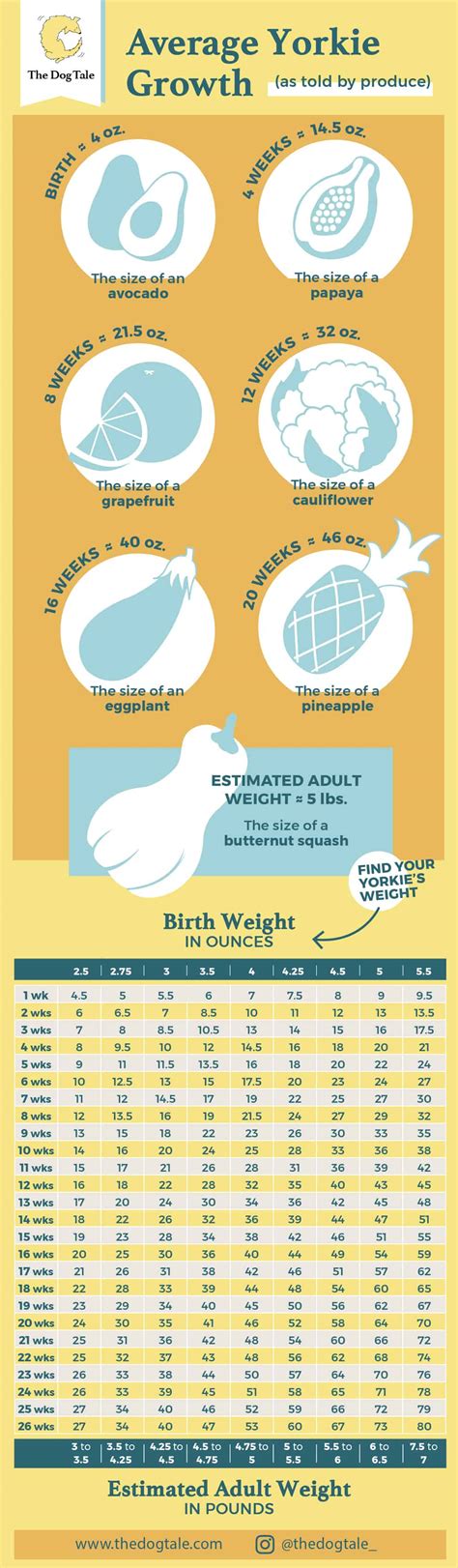 Yorkie Growth Chart: How Big Will My Yorkie Get? | The Dog Tale