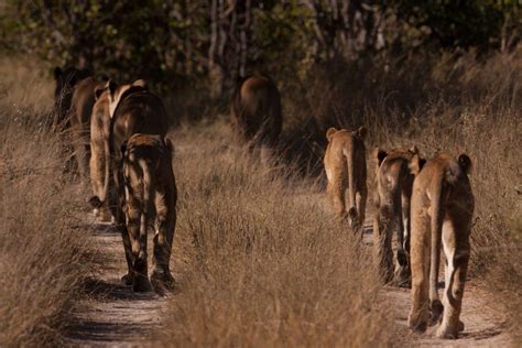 Anatomy of a Lion Pride | natural-world | Earth Touch News | World lion ...