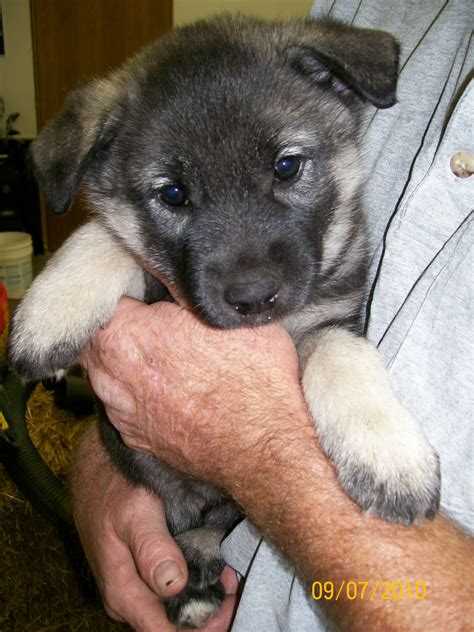 For The Love Of Norwegian Elkhounds: Norwegian Elkhound Puppies For ...