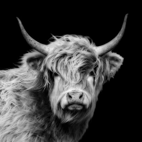 Highland Cow Portrait In Black And White by linseywilliams on DeviantArt