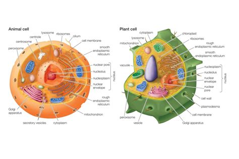 What Do Plants And Animals Have In Common - Plant Ideas