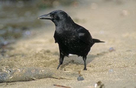 250 Eating crow Stock Pictures, Editorial Images and Stock Photos | Shutterstock