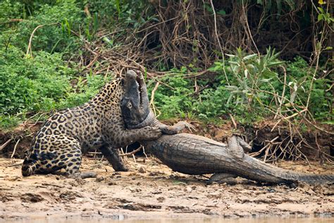 In Photos: A Jaguar Takes Down a Caiman in Brazil | Live Science