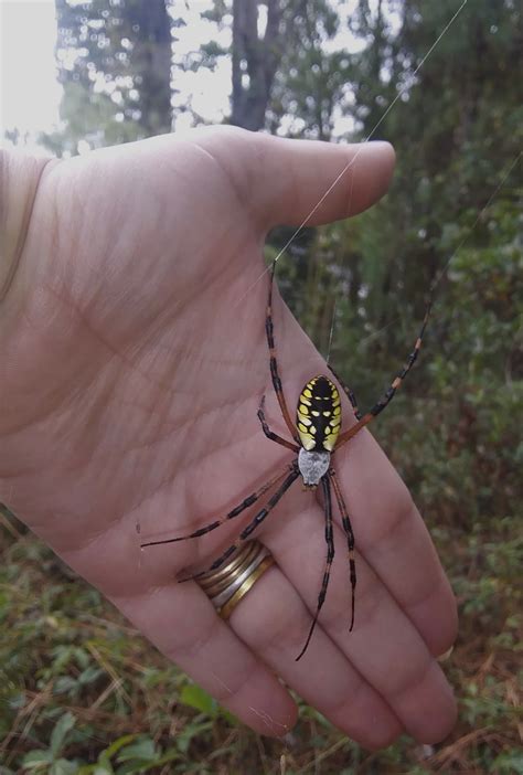 Argiope aurantia (Black and Yellow Garden Spider) in Lakewood, South Carolina United States