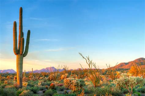 How Does A Cactus Survive In The Desert Without Water? - CactusCare