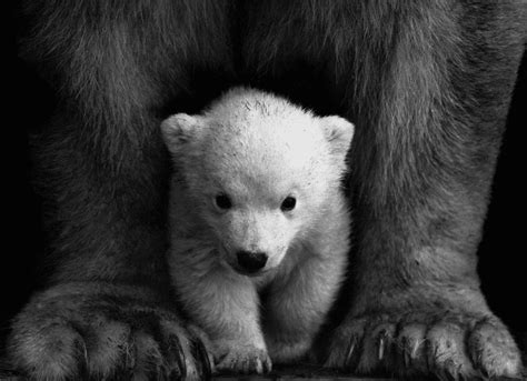 From Cubs to Kings - 7 Amazing Baby Polar Bear Facts - Animal Corner