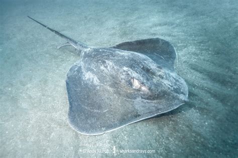 Southern Stingray - Hypanus americanus