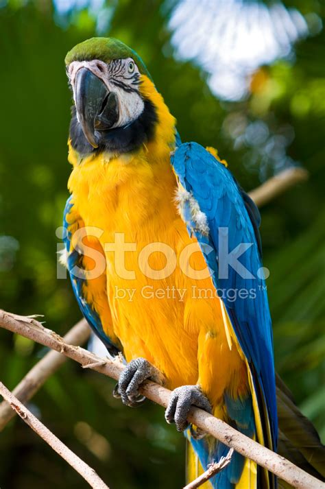 Blue Gold Macaw In Natural Habitat Stock Photo | Royalty-Free | FreeImages