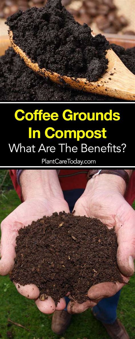 How To Compost Coffee Grounds: A Guide