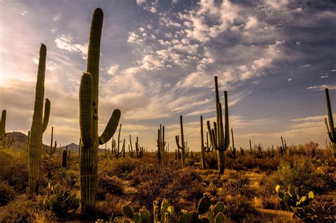 Sonoran Desert Wallpapers - Wallpaper Cave