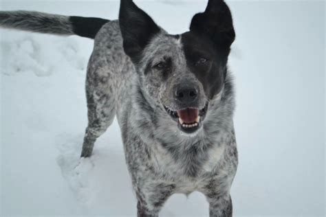 Black Australian Cattle Dog Lab Mix - Livestock Cattle