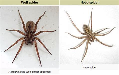 Brown Recluse Vs Wolf Spider