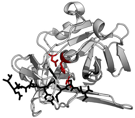 Protease | Wiki | Everipedia