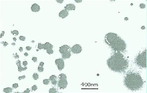 Nanoparticles of sodium alginate & calcium chloride 0.3 mg/ml... | Download Scientific Diagram