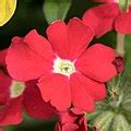 Category:Close-up photographs of Verbenaceae flowers - Wikimedia Commons