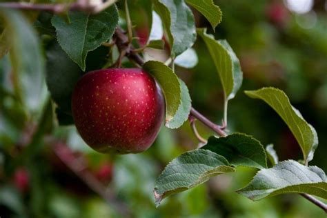 Apple tree fertilizer: what you need to know - BAC Online