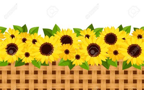 sunflowers in a basket on a white background stock photo, picture and ...