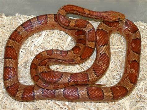 10 Beautiful Corn Snake Morphs - Reptile World Facts