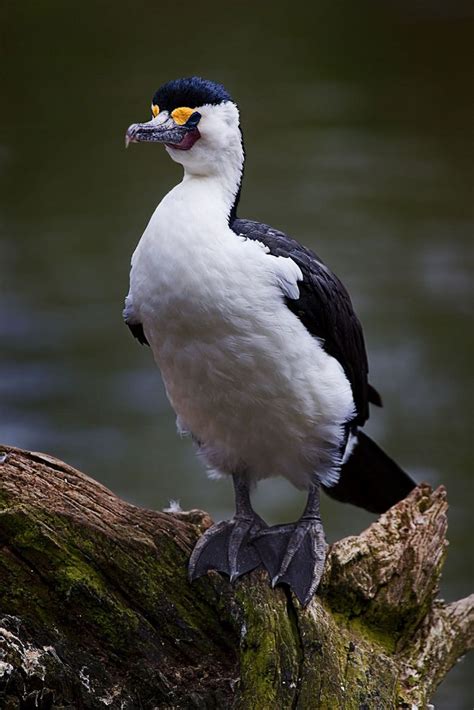 Pied Cormorant | Sea birds, Bird species, Beautiful birds