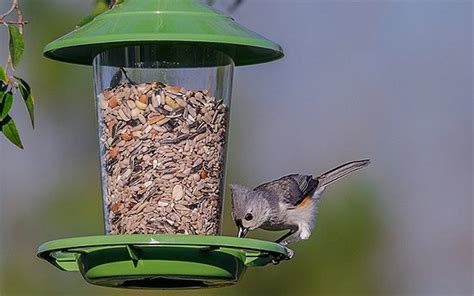 Attract a Variety of Birds by Feeding Suet in Your Feeders - Sigloxxi