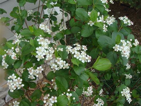 Glossy Black Chokeberry (Aronia melanocarpa) A truly all-season shrub | Chokeberry, Shrubs, Plants