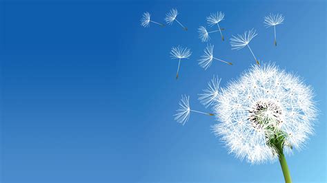 Download Close-up Flower Nature Dandelion HD Wallpaper