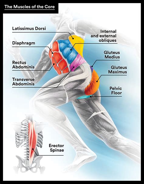 Core Muscles Of The Body