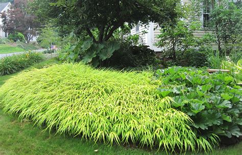 Hakonechloa Macra Aureola' Golden Variegated Hakone Grass | ubicaciondepersonas.cdmx.gob.mx