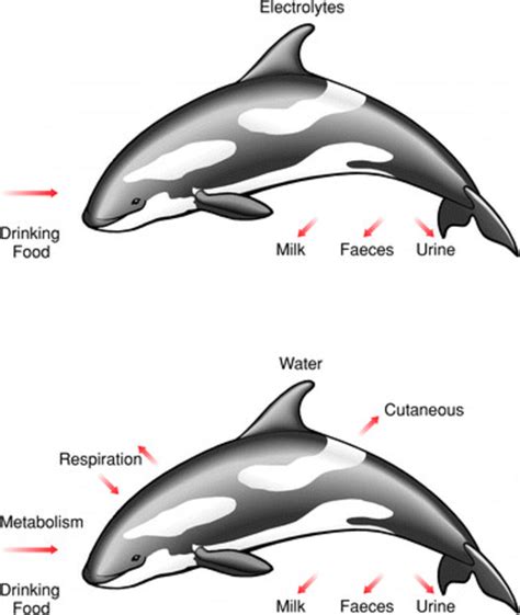 Schematic of ways water and electrolytes enter and leave a marine... | Download Scientific Diagram