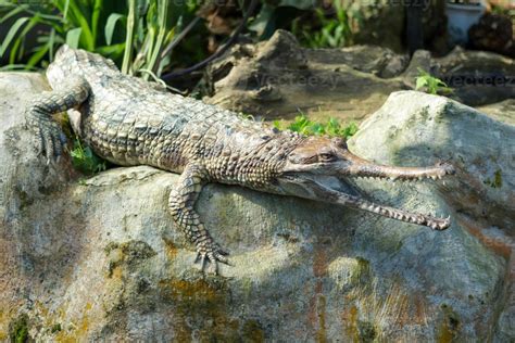 Crocodile on rock 13248362 Stock Photo at Vecteezy