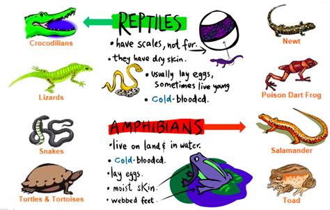 Important Difference Between Amphibians And Reptiles | Images and Photos finder