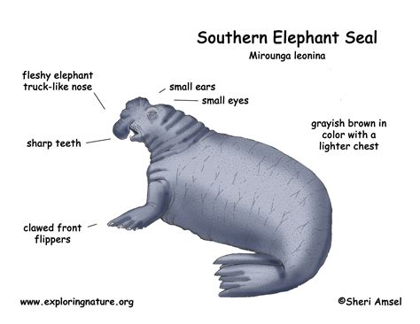 Seal (Southern Elephant)