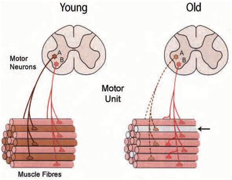 Integrity and vulnerability of skeletal muscle innervation in ageing mammals - The Physiological ...