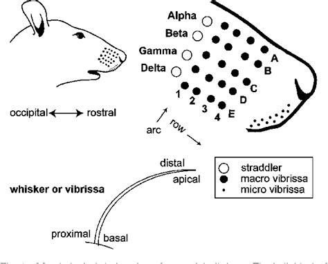 Structural Characterization of the Whisker System of the Rat | Semantic ...