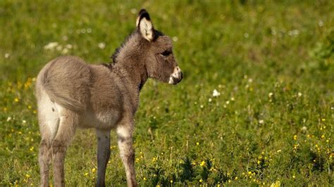 This Adorable Baby Donkey Just Wants To Cuddle And Smother You With Love